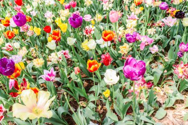 Gruplar büyük renkli lale hitachi seaside Park üstten görünüm