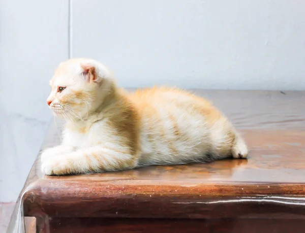Close Laranja Pequeno Gato Persa Olhando Para Frente Mesa — Fotografia de Stock
