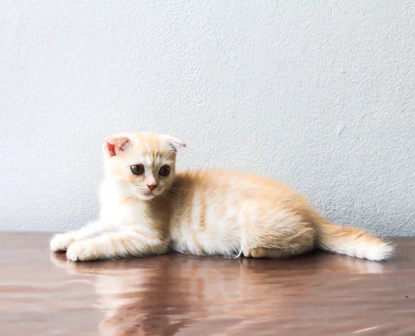 Close Van Kleine Oranje Perzische Kat Tafel — Stockfoto