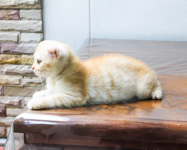 Close Laranja Pequeno Gato Persa Olhando Para Frente Mesa — Fotografia de Stock