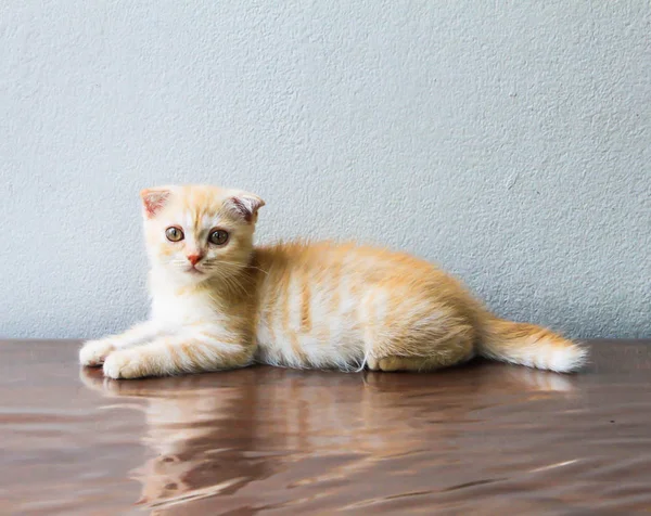 Close Laranja Pequeno Gato Persa Mesa — Fotografia de Stock
