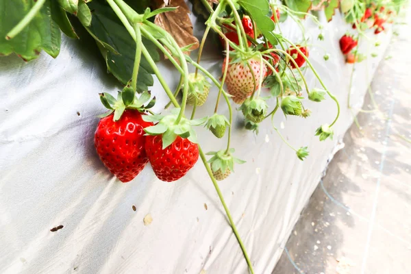 Fresh Group Red Strawberry Strawberry Farm Chiba Japan — Stock Photo, Image