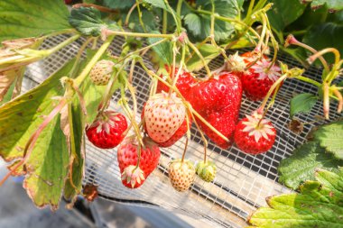 Grup çilek grubundaki Japonya seralarda yetiştirilen taze çilek