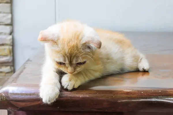 Macro Laranja Pequeno Gato Persa Olhando Para Frente Mesa — Fotografia de Stock