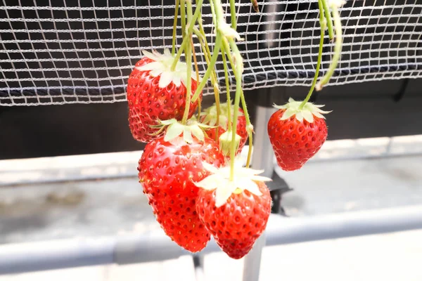 日本千叶草莓农场大草莓新鲜度集团 — 图库照片