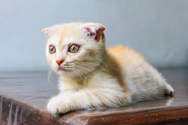 Cabeça Laranja Pequeno Gato Persa Olhando Para Frente Mesa — Fotografia de Stock