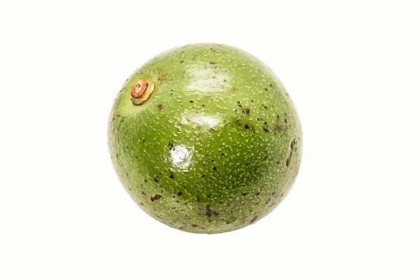 Singolo Avocado Thai Verde Sfondo Bianco — Foto Stock