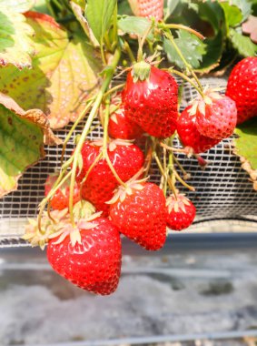 Çilek çiftliği, Japonya şubesinde çilek meyveleri