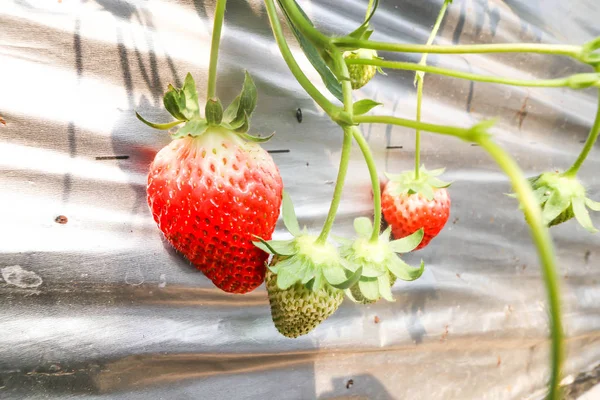 Freshness Single Big Red Strawberry Strawberry Farm Chiba Japan — стоковое фото