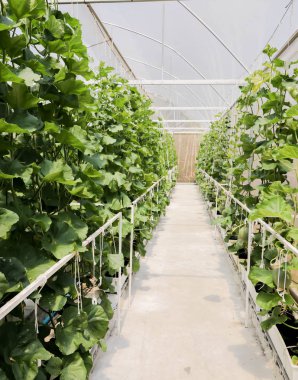 Sera organik çiftlikte büyüyen taze kavun bitki çiftliği, T