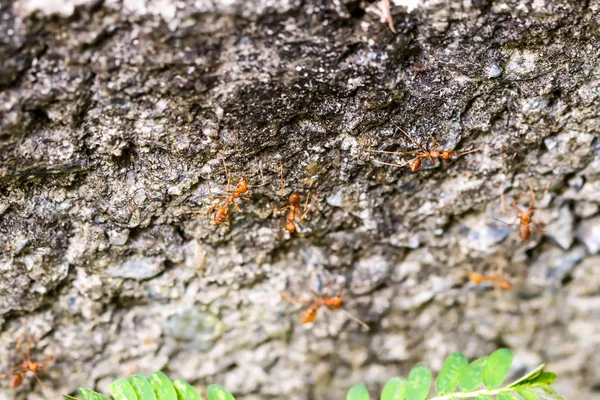 Gros plan de petite fourmi de feu orange sur l'arbre — Photo