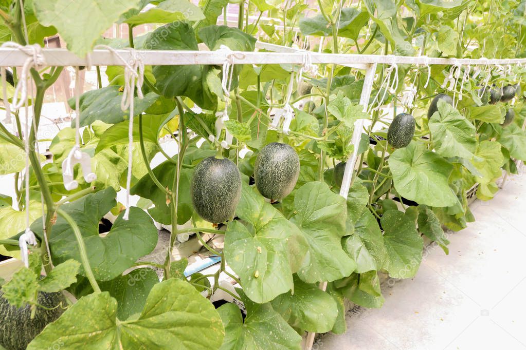 Line of melons plant growing in greenhouse organic farm ,Thailan