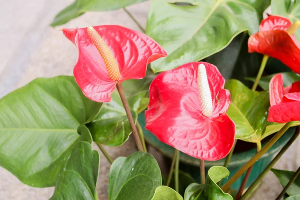 Close up de antúrio vermelho ou flamingo flor flor no jardim — Fotografia de Stock