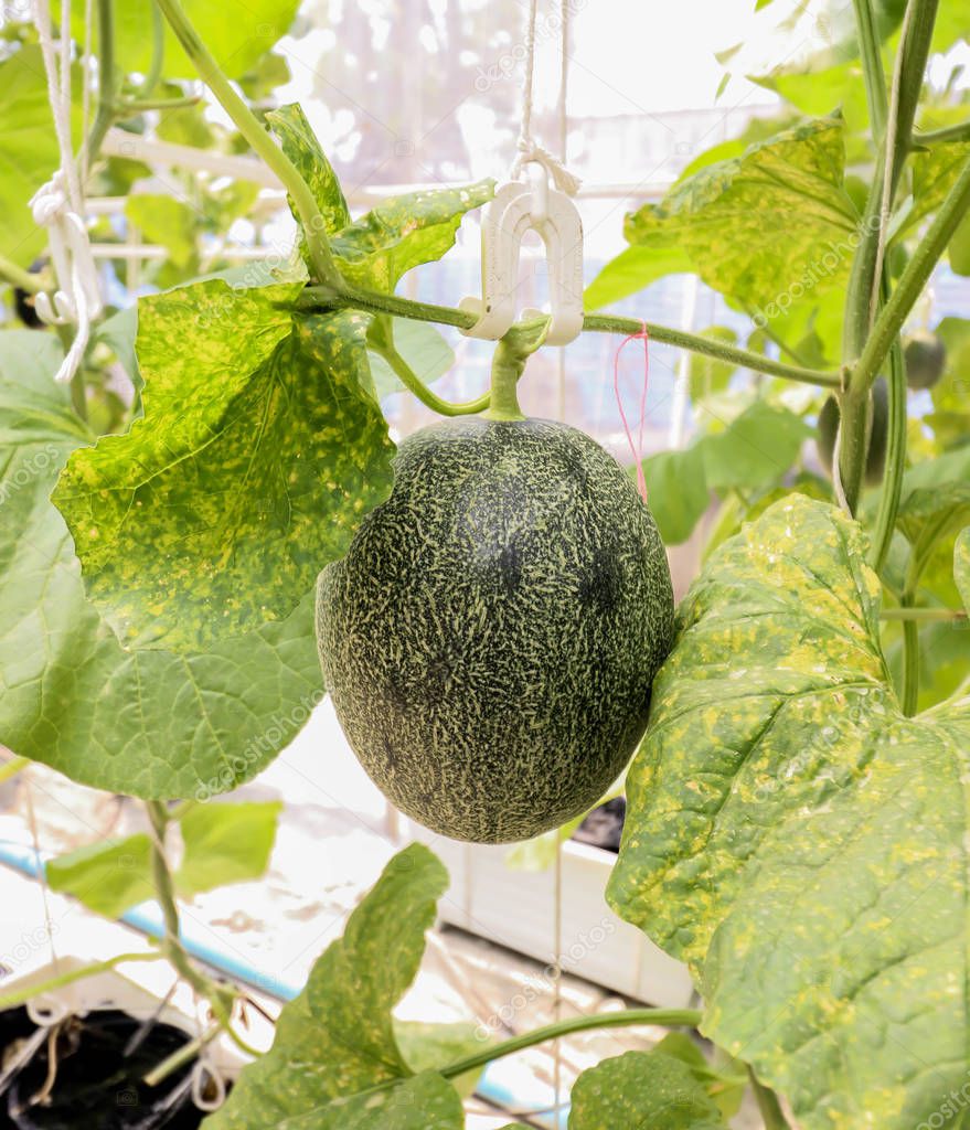 C;loseup of melons plant growing in greenhouse organic farm ,Tha