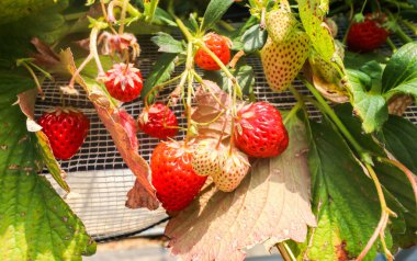 Strawberr seralarda yetiştirilen çilek grubu