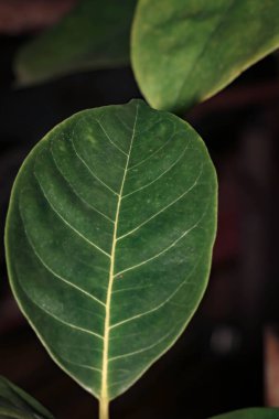 Bahçede tek yeşil yaprak var.