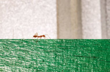 Çitin üzerinde tek bir küçük turuncu karınca var.