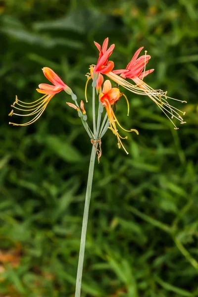 Close up of red queen lily or Eucrosia bicolor.