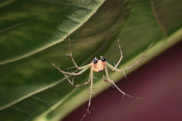 Zbliżenie Jumping Spider (Mopsus mormon) pod zielonym liściem — Zdjęcie stockowe