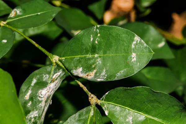 Крупный план порошковой росы, грибковая болезнь листьев — стоковое фото