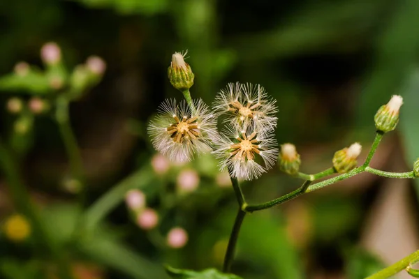 Detailní záběr na květ bílé trávy nebo Cyanthillium cinereum v — Stock fotografie