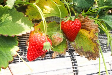 Çilek çiftliğindeki şubede üç çilek meyvesi, Japonya