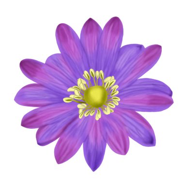 Anemone Blanda çiçeğinin el çizimi beyaz arkaplan illüstrasyonunda izole edildi