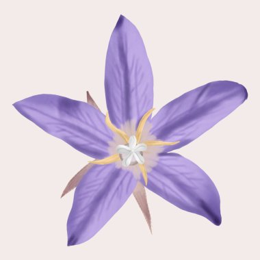 Bekar Violet Campanula patula illüstrasyonunun el çizimi
