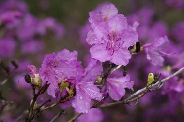 Bulanık bir arka plan üzerinde küçük yeşil yaprakları ile çalılar üzerinde parlak mor çiçekler