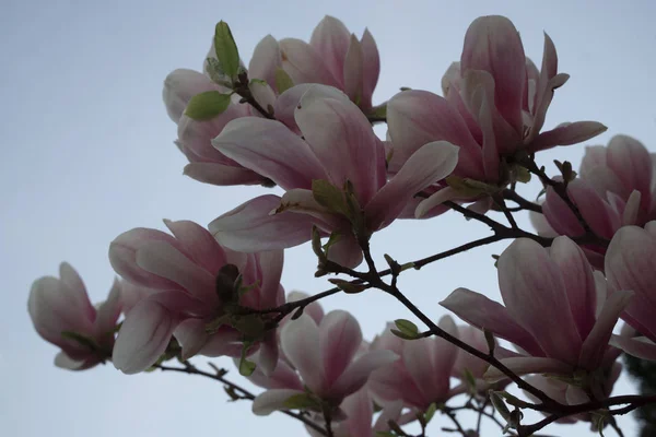 Een Tak Met Veel Roze Bloemen Van Magnolia Blauwe Hemel — Stockfoto