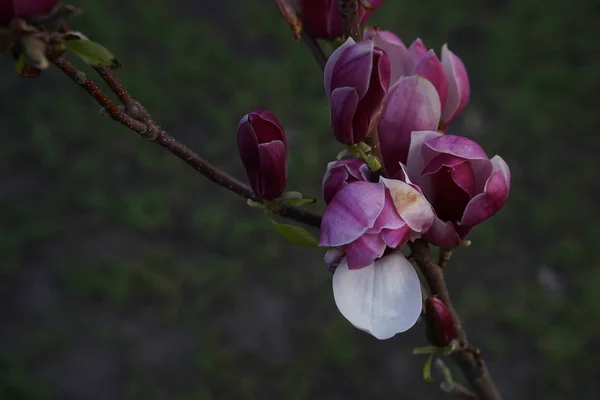 Trois Fleurs Magnolia Rose Blanc Ouvrent Deux Bourgeons Rose Foncé — Photo