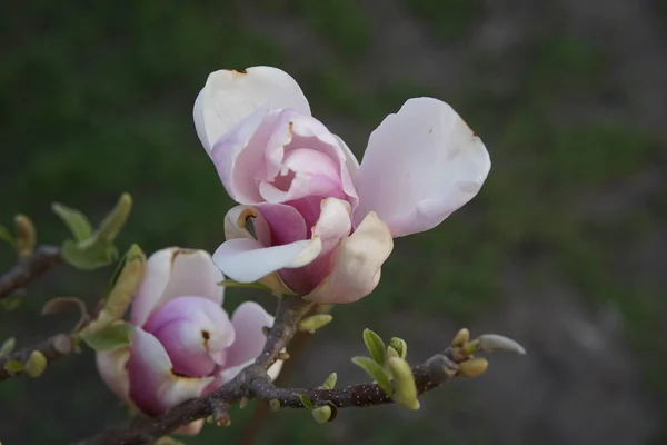 Two Buds Revealing Light White Pink Magnolia Branch Blurred Green — Stock Photo, Image