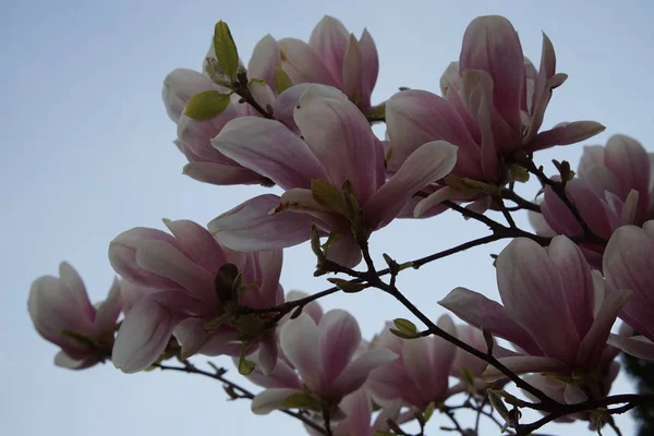 Magnifiek Tak Met Veel Licht Roze Magnolia Bloem Een Blauwe — Stockfoto