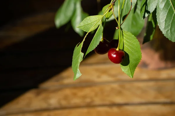 Cherry Gałęzi Nad Niewyraźne Ciemne Żółte Tło — Zdjęcie stockowe