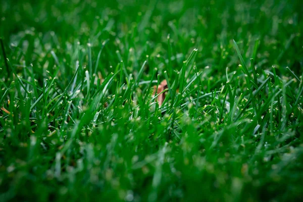 Yellow Dry Autumn Leaf Lies Thick Green Grass Horizontal Orientation — Stock Photo, Image