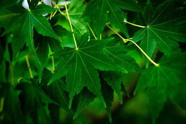 Green Maple Leaves Late Summer Early Fall Located Tight Each — Stock Photo, Image