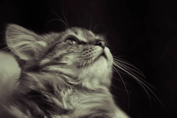 Kedi yukarı bakıyor. Bıyıklar ve kulaklar dışarı çıkıyor. Siyah bir arka plan üzerinde. Yakın. Monokrom. Yatay yönlendirme.