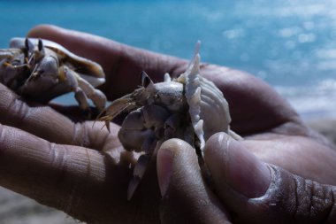 Mavi sakin denizin arka planında, erkek koyu tenli bir elde iki küçük yengeç. Bulanık arka plan. Yatay yönlendirme