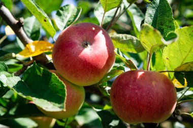 Yeşil yaprakları olan bir ağacın dalı üzerinde olgun kırmızı-sarı elma. Yatay yönlendirme