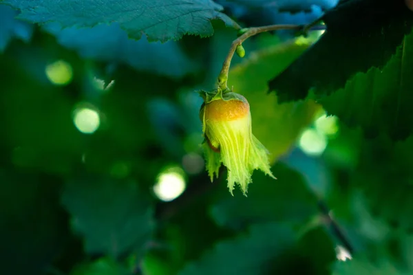 Corylus avellane Bir fındık yeşil yaprakları ve çapraz çizgiler bulanık bir arka plan üzerinde yakın iki yeşil yaprakları ile bir dal üzerinde bir boruyeşil düz sarılmış. Dikey yönlendirme.