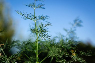 Mavi gökyüzü arka plan üzerinde yaprak ile dereotu sapı. Sıcak tonalite. Yatay yönlendirme.
