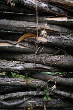 Ağacın dallarına yakın dallar ve yırtık bir ağaç kabuğu. Görünür yeşil çimlerin içinde. Kuru sarı yaprak ve kuru kır çiçekleri. Dikey yönelim.