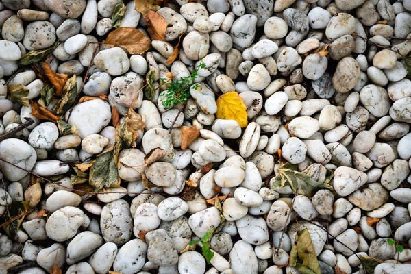 Background of pebble white pebble stones with dry autumn leaves and green young grasses.