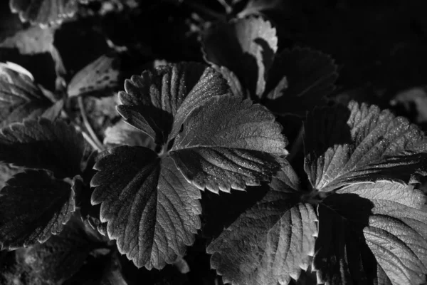 Φύλλα Φράουλα Κοντά Σκληρές Σκιές Ασπρόμαυρο Σκοτεινό Τόνο Οριζόντια Κατεύθυνση — Φωτογραφία Αρχείου