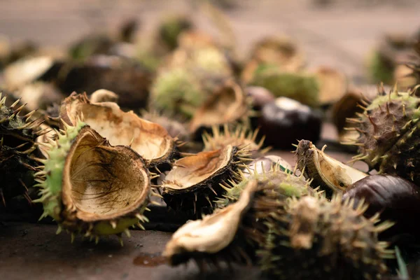 Göğüs kafesi at kestanesi ve dikenli deniz kabukları. Arka plan bulanık. Soğuk tonda. Sarımsı kahverengi gölgeler. Yatay yönelim.