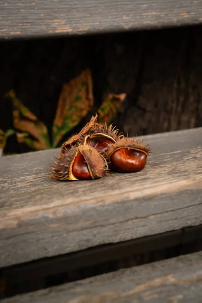 Chestnut Fruits Peel Spikes Skin Brown Chestnuts Fresh Glossy Old — Stock Photo, Image