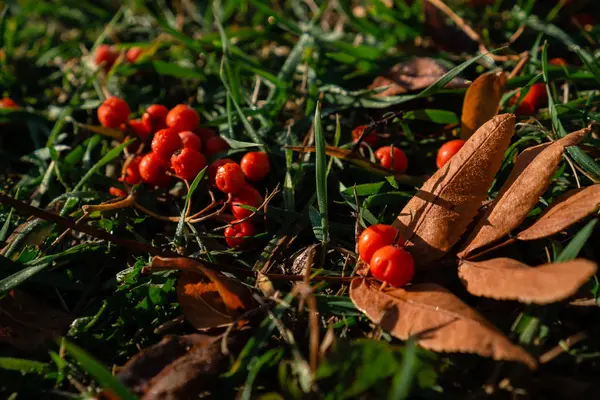 Jasnoczerwone Jagody Łabędzia Jesienią Ziemi Trawą Między Suchymi Liśćmi Mokry — Zdjęcie stockowe