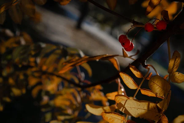 Bacche Sorbo Rosse Ramo Con Foglie Autunno Gialle Sole Splende — Foto Stock