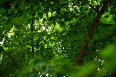 Akçaağaç yaprakları yazın yeşil ağaç tacında. Yüzeyinde yapraklar olan soyut bir arka plan. Alt görünüm.