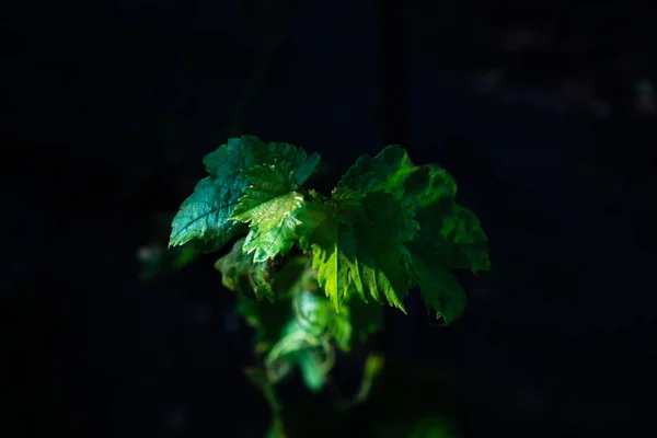Vinná Réva Zelenými Listy Černém Pozadí Pěstování Rostlin Pro Výrobu — Stock fotografie